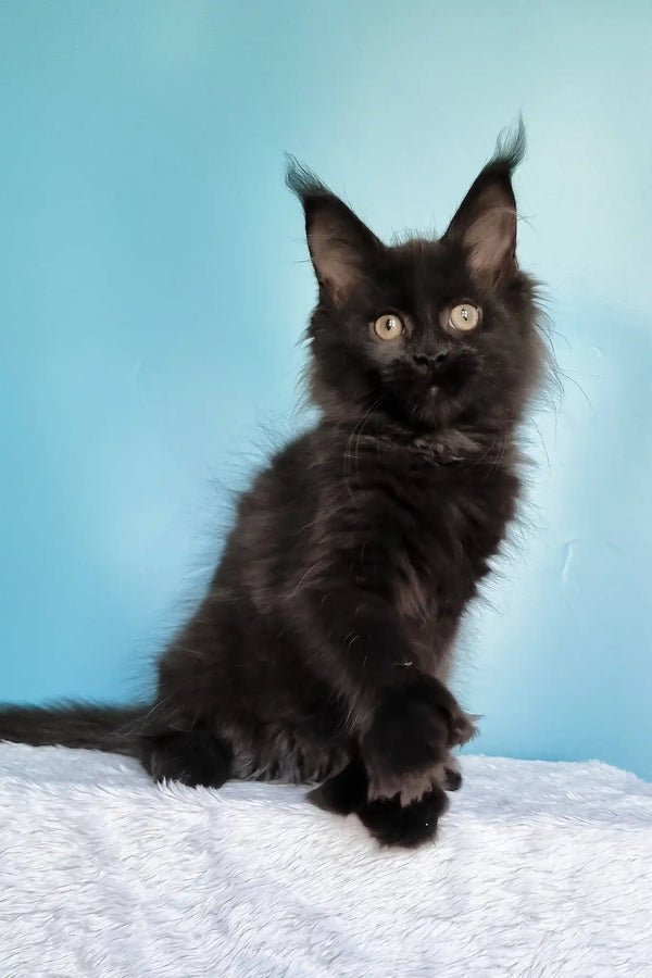 Kamala | polydactyl maine coon kitten