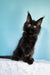 Kamala | polydactyl maine coon kitten