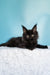 Kamala | polydactyl maine coon kitten