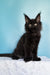 Kamala | polydactyl maine coon kitten