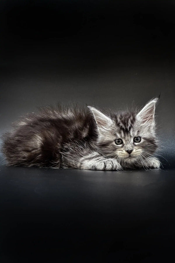 Fluffy gray tabby Kameya Maine Coon kitten lying down with an alert expression