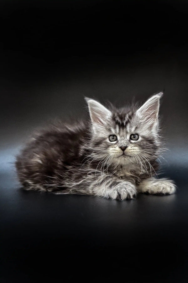 Fluffy Maine Coon kitten with striking eyes and ear tufts from Kameya Maine Coon