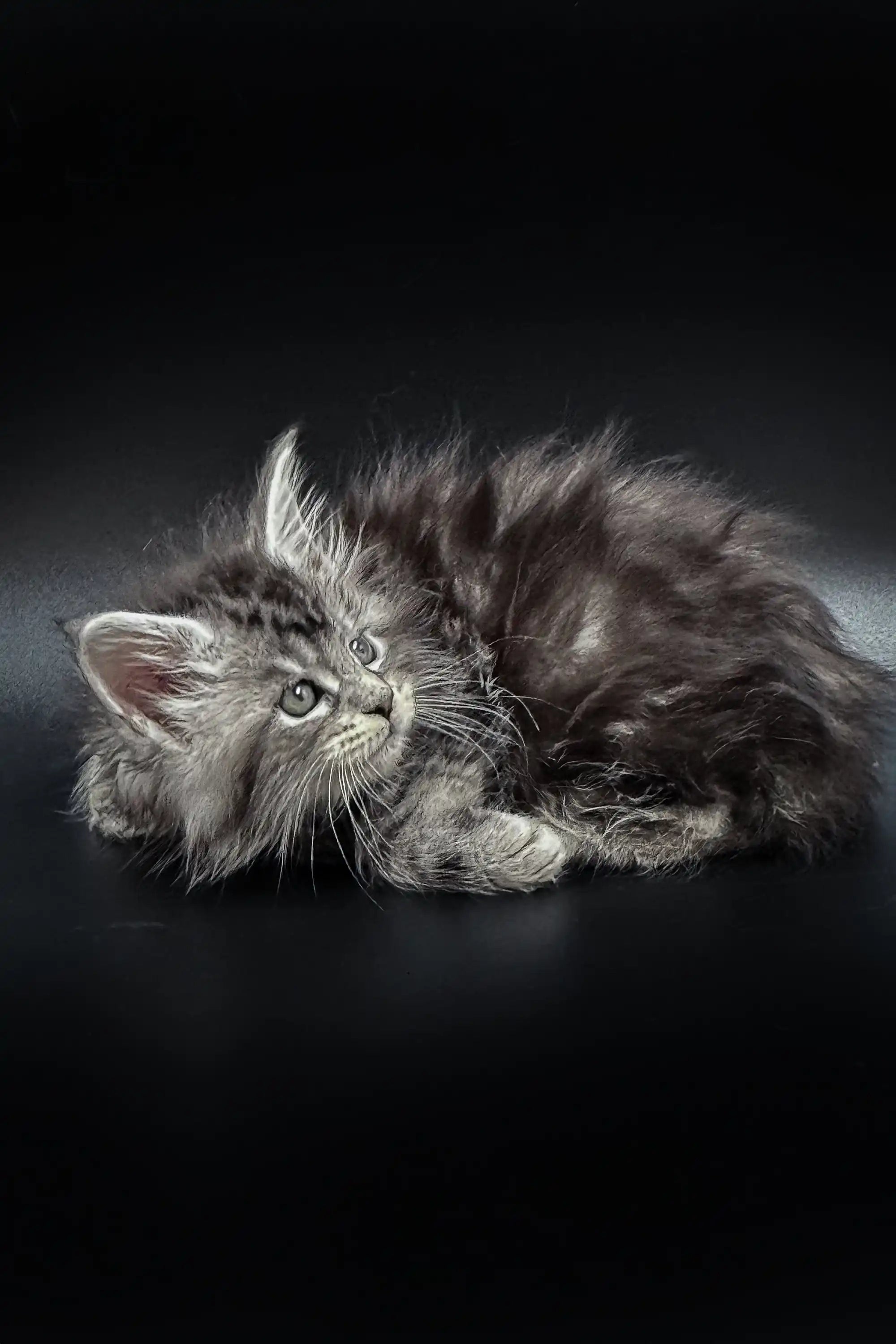 Maine Coon Kittens for Sale Kameya | Kitten