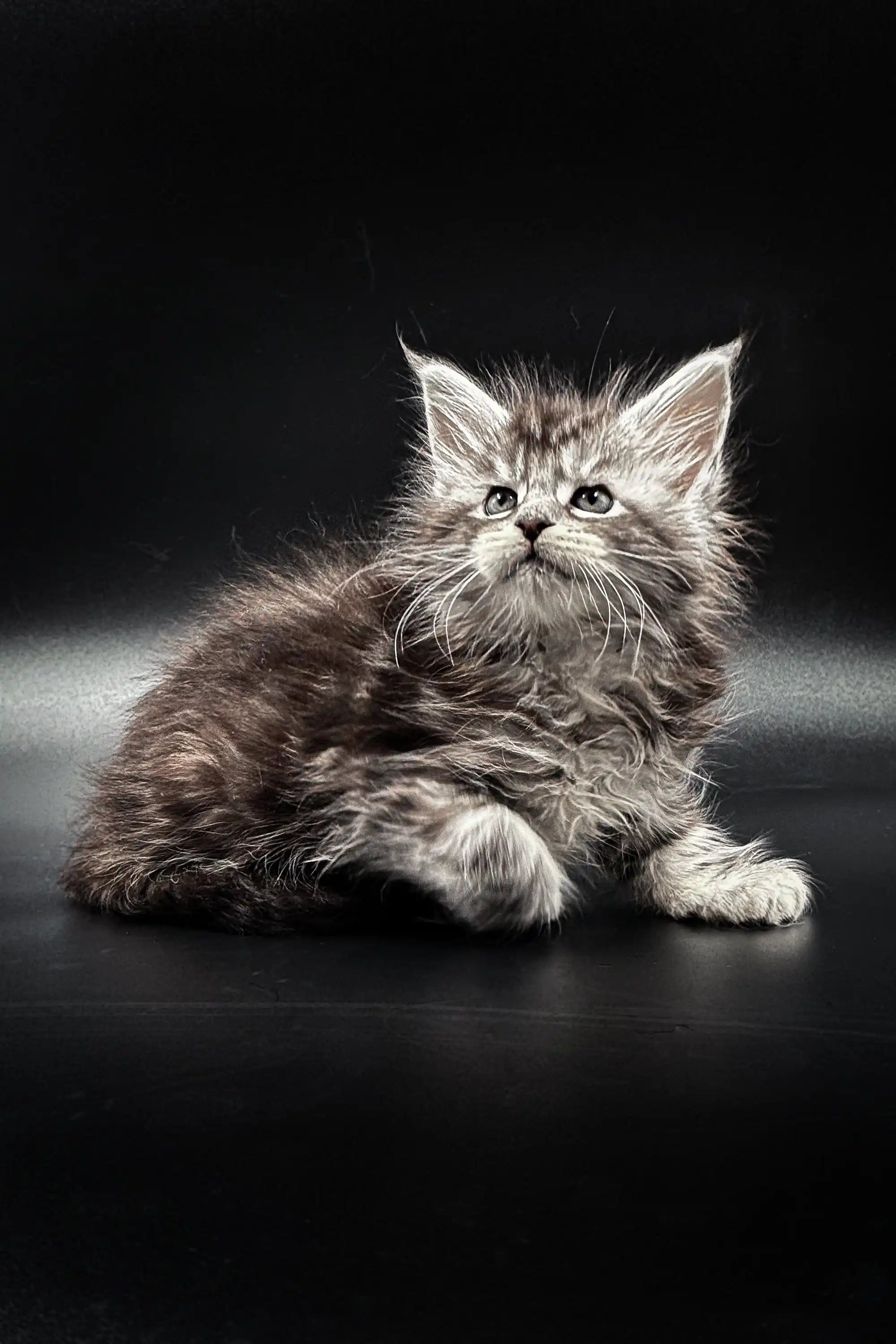 Maine Coon Kittens for Sale Kameya | Kitten