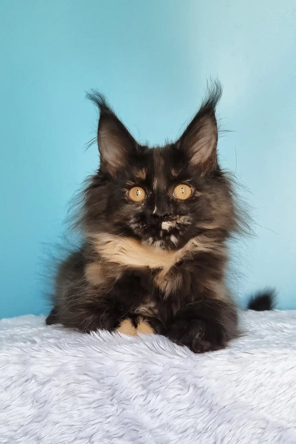 Kami | maine coon kitten