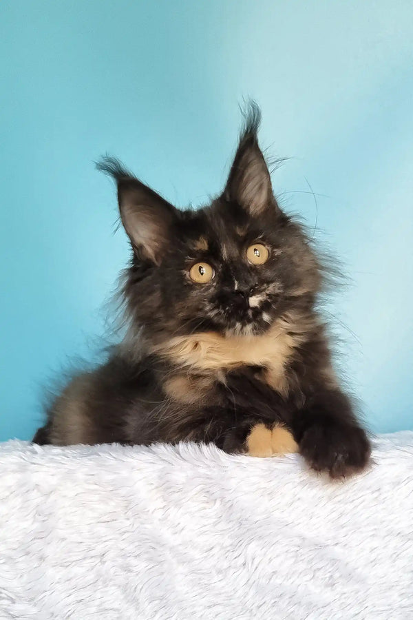 Kami | maine coon kitten