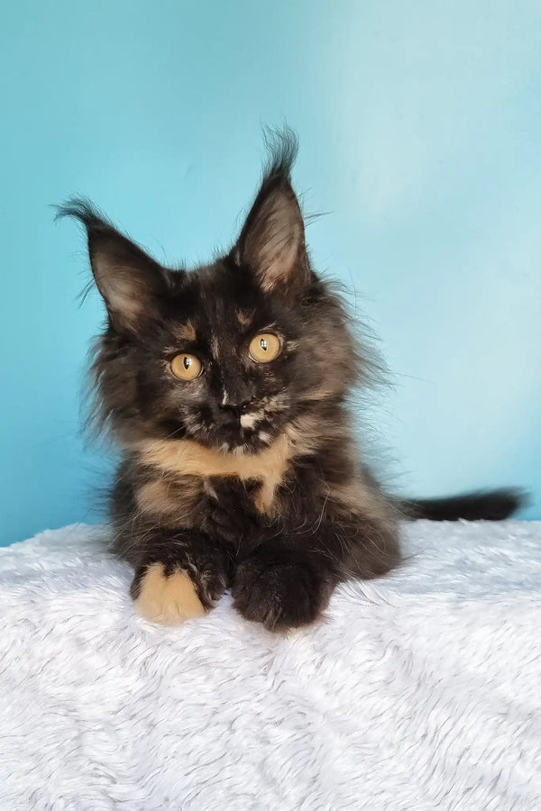 Kami | maine coon kitten