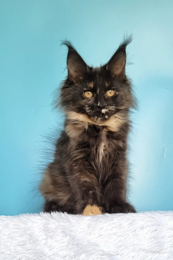 Kami | maine coon kitten