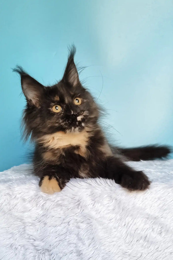 Kami | maine coon kitten