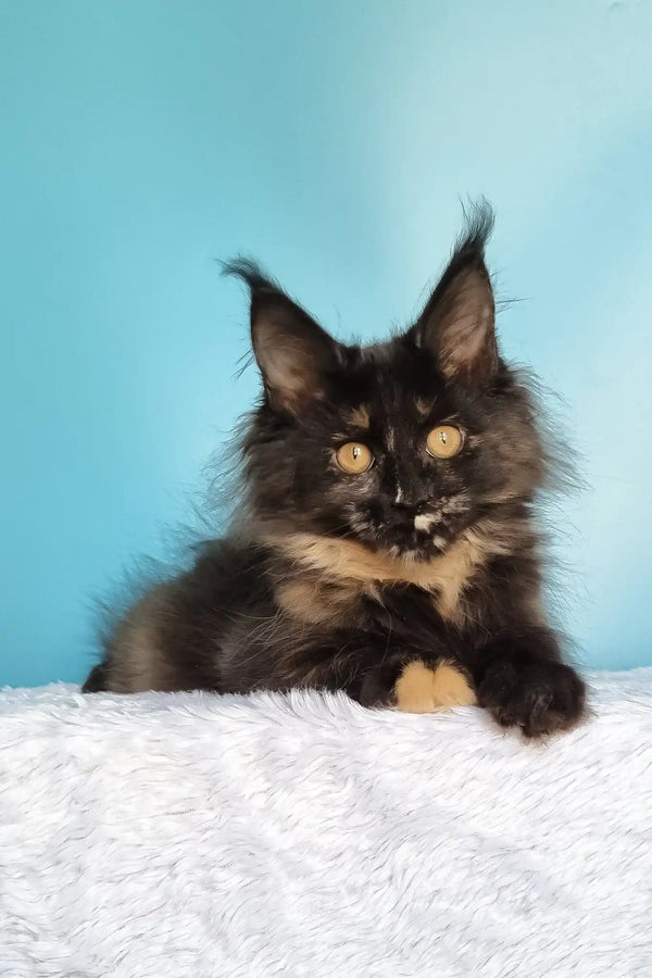Kami | maine coon kitten