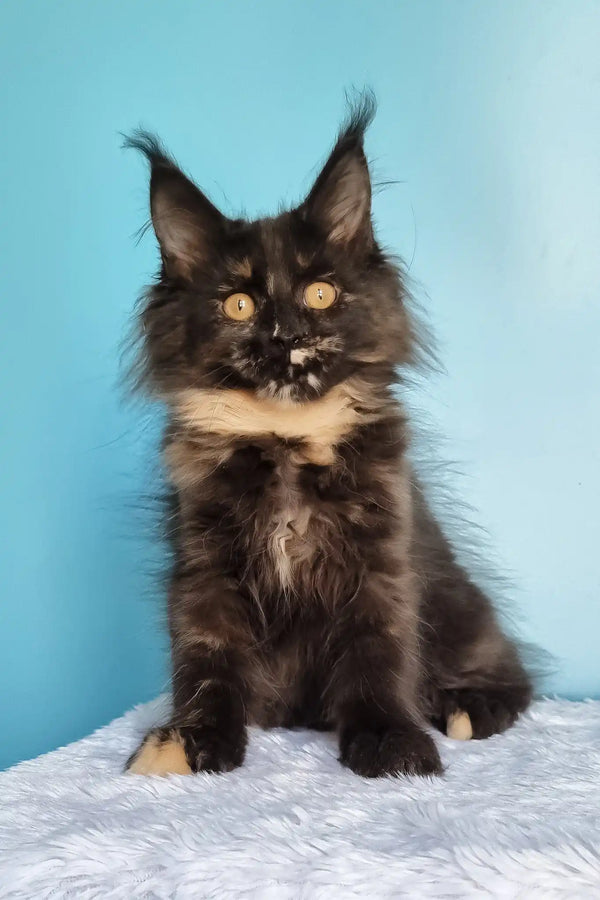 Kami | maine coon kitten