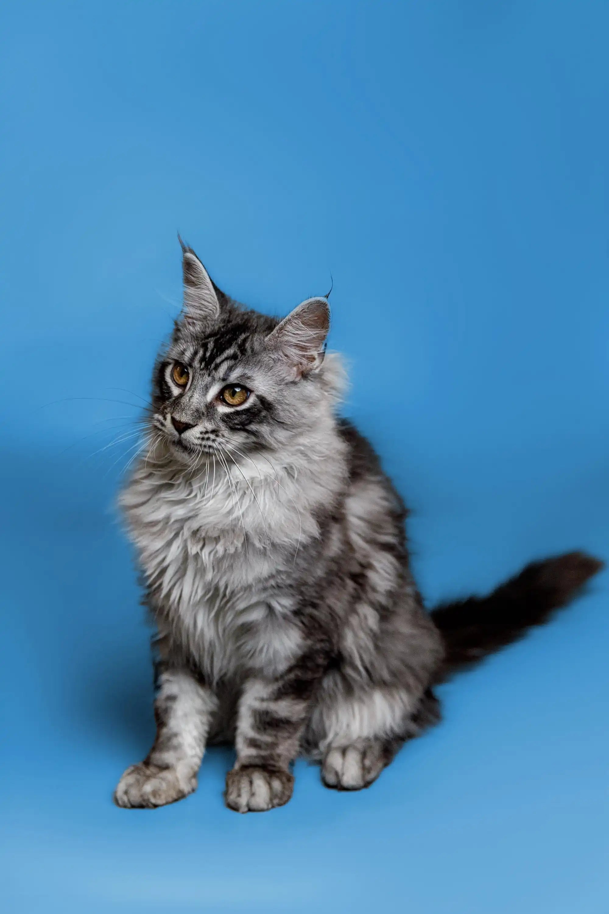 AVADA - Best Sellers Kamiko | Maine Coon Kitten