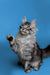 Gray Maine Coon kitten with raised paw against a blue backdrop