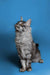 Gray and white Maine Coon kitten sitting upright and looking upward