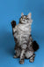 Gray and white Maine Coon kitten sitting with paw raised, looking adorable and playful