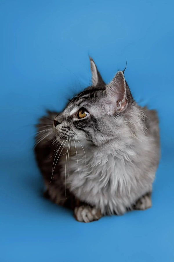 Long-haired gray Maine Coon kitten with yellow eyes and pointed ears