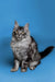 Fluffy Maine Coon kitten with alert eyes and long-haired tabby fur