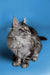 Long-haired tabby Maine Coon kitten with fluffy coat and alert expression