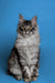 Long-haired Maine Coon kitten with ear tufts and alert expression