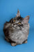 Long-haired Maine Coon kitten with bright yellow eyes and tufted ears