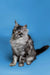 Long-haired tabby Maine Coon kitten with fluffy coat and alert expression