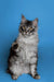 Long-haired Maine Coon kitten with ear tufts sitting upright, looking adorable