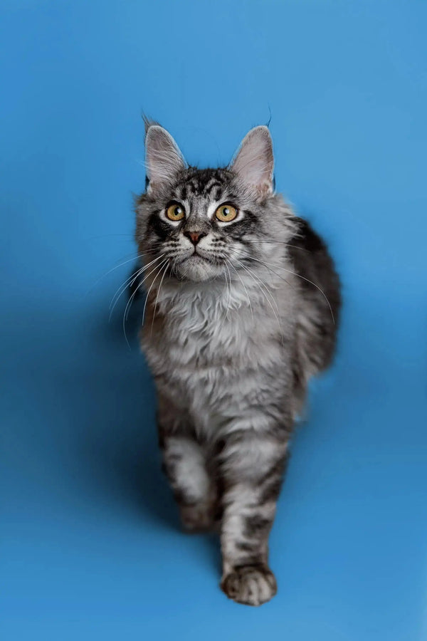 Long-haired tabby Maine Coon kitten with alert eyes and pointed ears