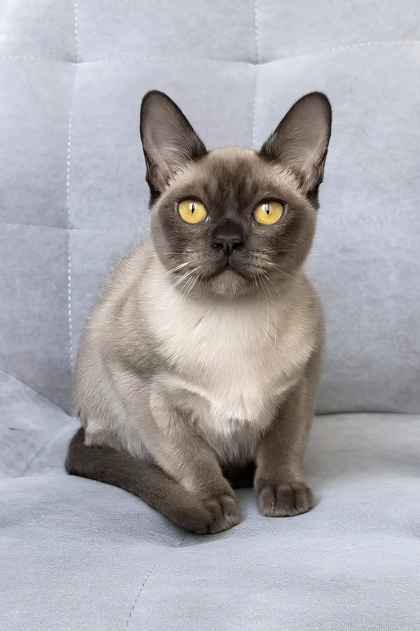 Kamilla | burmese kitten