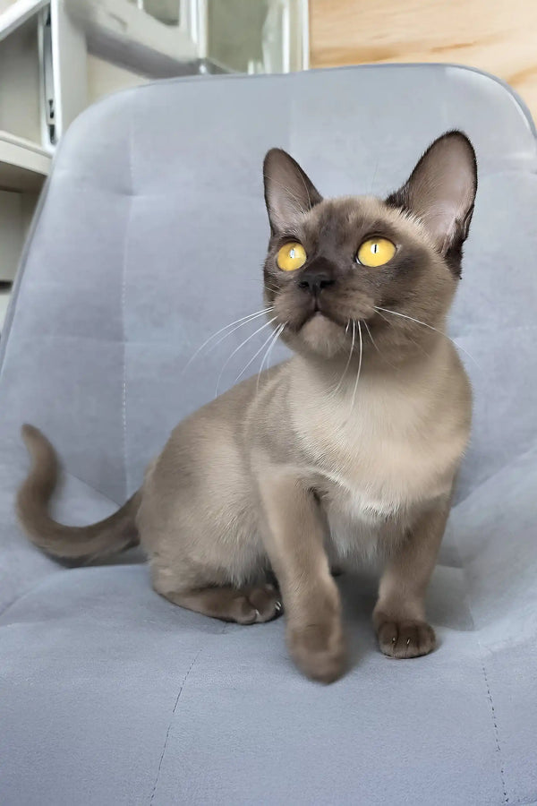 Kamilla | burmese kitten