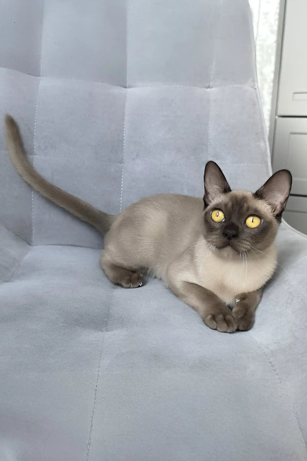 Kamilla | burmese kitten