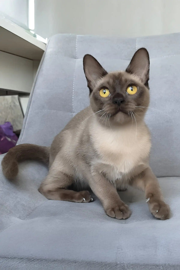 Kamilla | burmese kitten