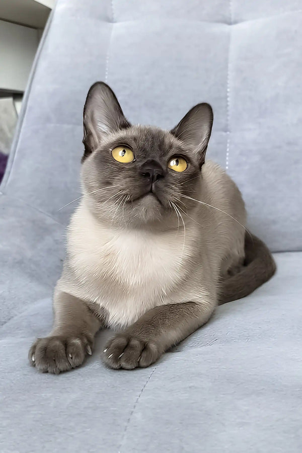 Kamilla | burmese kitten