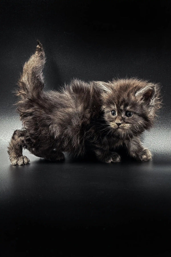 Fluffy gray Maine Coon kitten with a long bushy tail ready for playtime fun