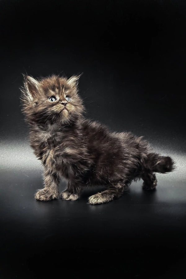 Fluffy gray tabby Maine Coon kitten with an alert expression sitting cutely