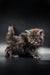 Fluffy gray Maine Coon kitten with wide eyes and a raised tail looking adorable