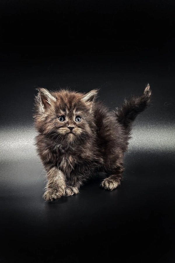 Fluffy gray Maine Coon kitten with wide eyes and a raised tail, perfect for any cat lover