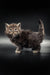 Fluffy gray Maine Coon kitten with wide eyes standing on a shiny surface