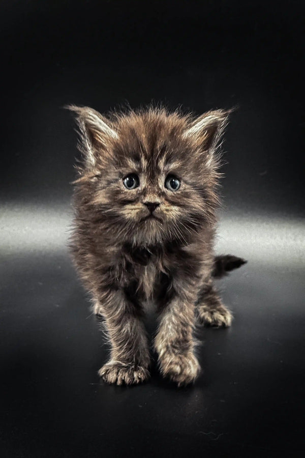 Fluffy Maine Coon kitten with wide eyes and a serious expression