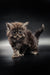 Fluffy brown tabby Maine Coon kitten with wide eyes and a curious expression