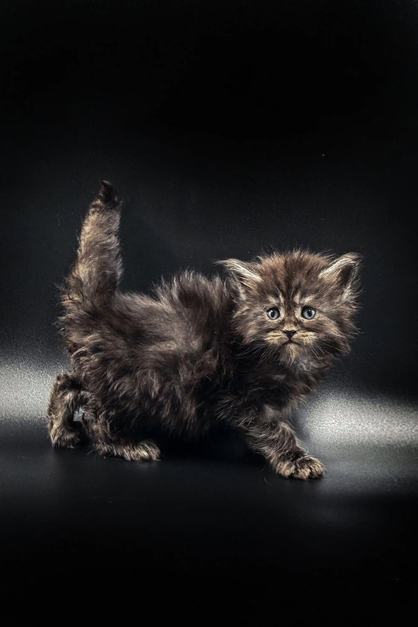 Fluffy Maine Coon kitten with wide eyes and raised tail looking adorable