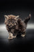 Fluffy gray tabby Maine Coon kitten with wide eyes and a playful raised tail