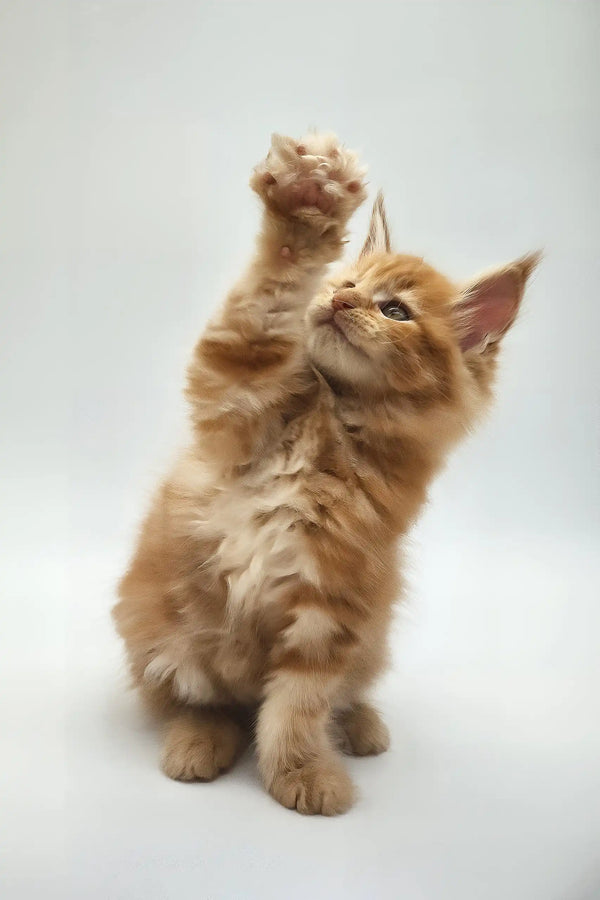 Kandy | maine coon kitten