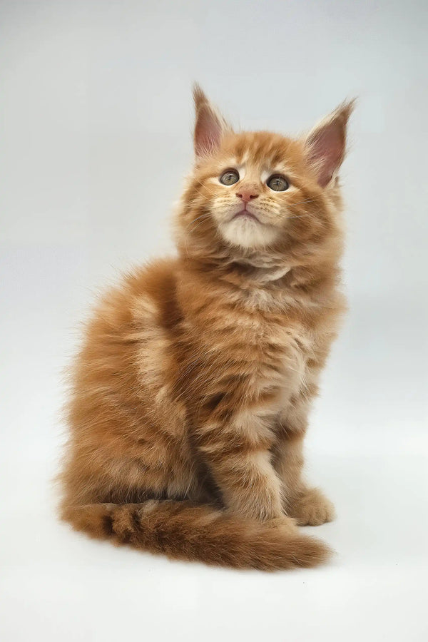 Kandy | maine coon kitten