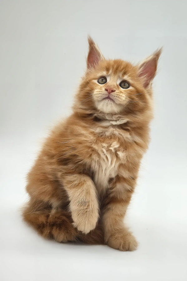 Kandy | maine coon kitten