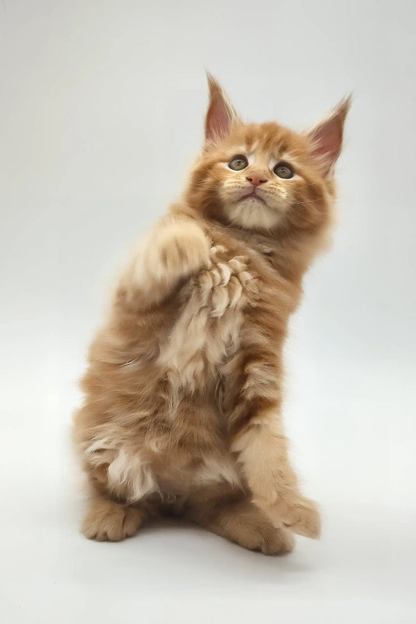 Kandy | maine coon kitten