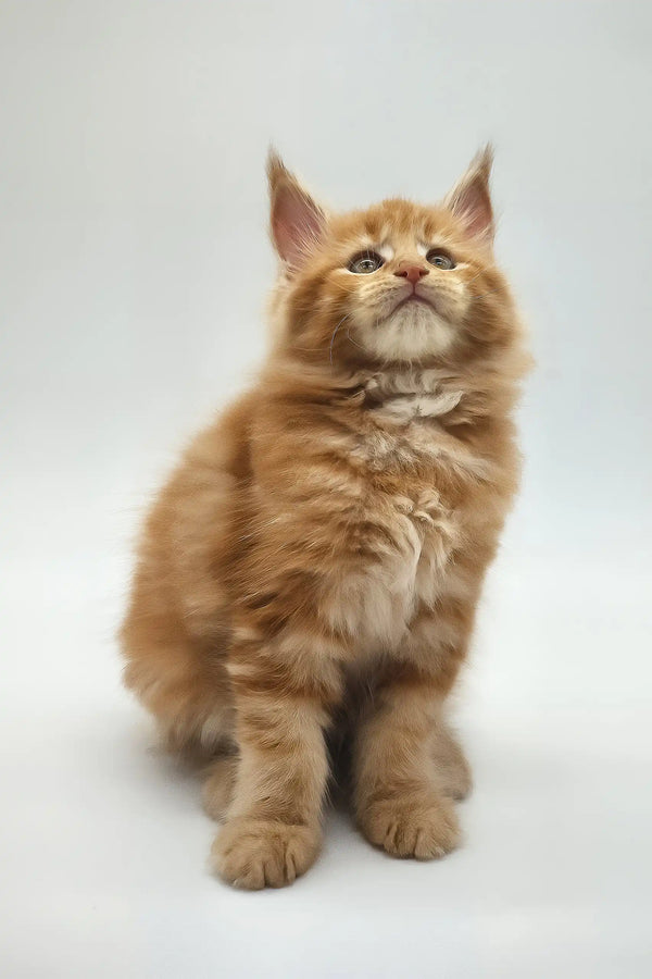 Kandy | maine coon kitten