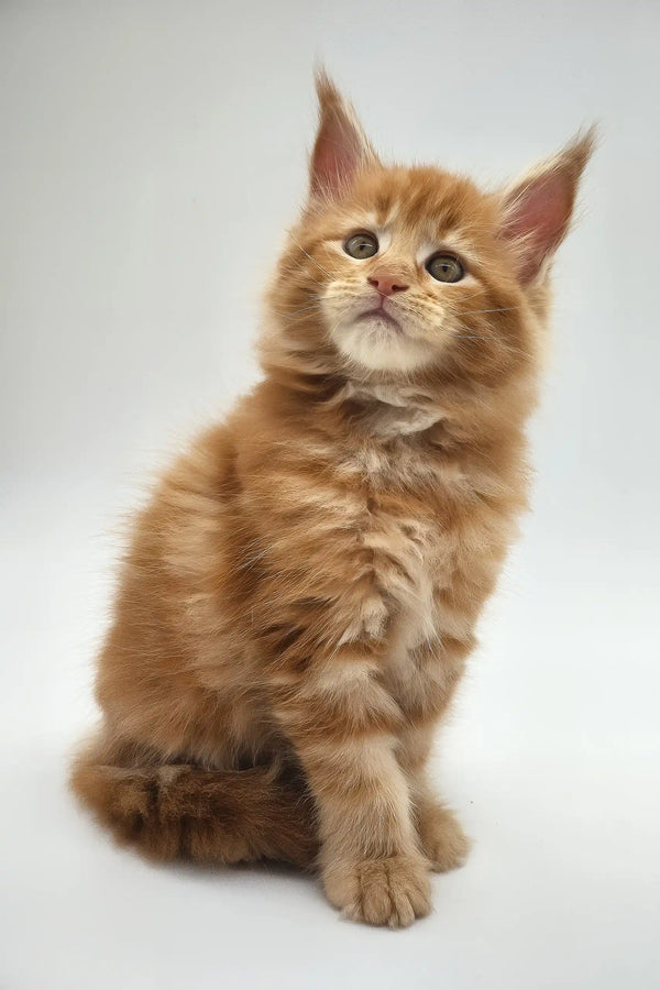 Kandy | maine coon kitten