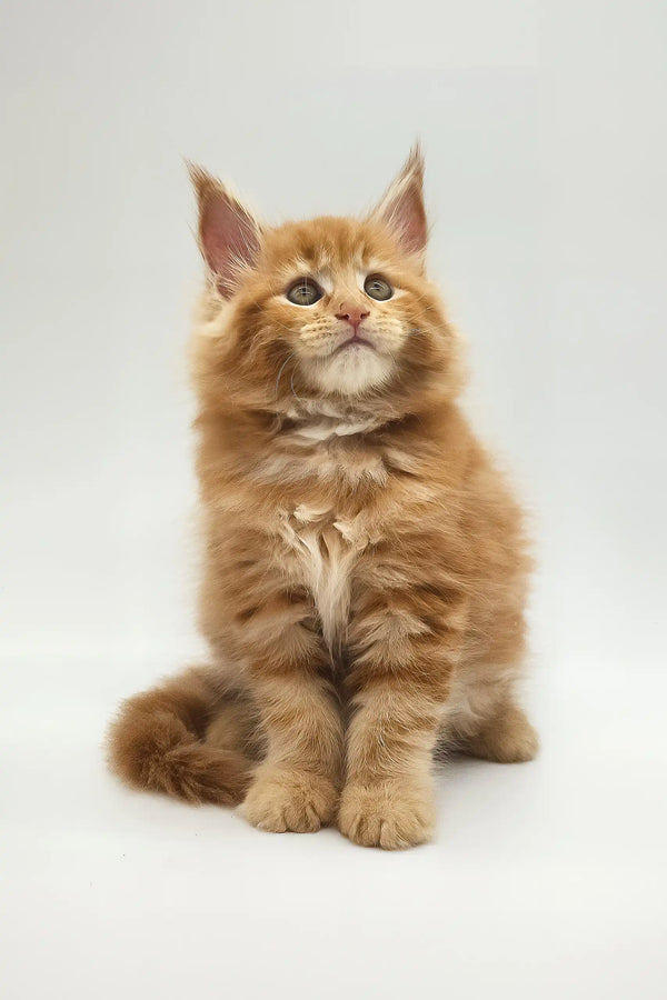 Kandy | maine coon kitten
