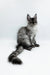 Gray and white Maine Coon kitten with a fluffy tail from Kandy