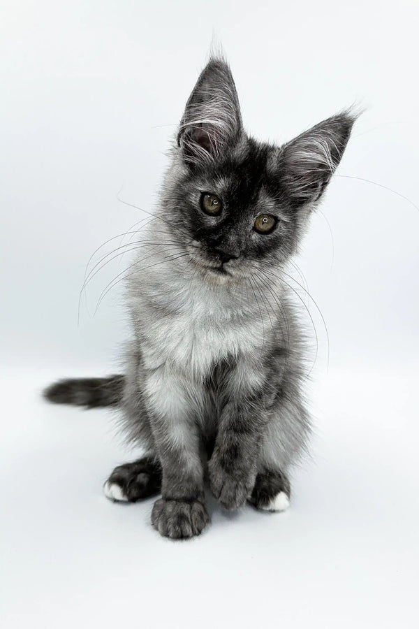Fluffy Maine Coon kitten with alert ears and a curious expression, perfect for cuddles